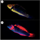 Illustration for article titled Amazing Reef Fish Glow in the Dark But Remain Invisible to Predators